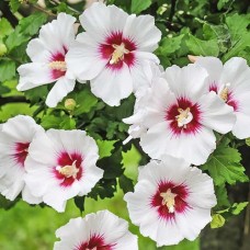 Гибискус сирийский Ред Харт (Hibiscus syriacus Red Heart)